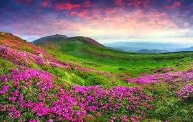 North Sikkim Tour Package - Activity & Sightseeing